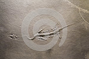 Dinosaur fossils photo