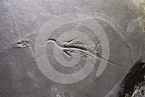 Dinosaur fossils photo