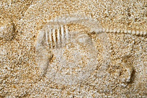 Dinosaur fossils photo