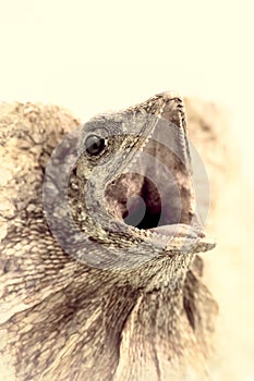 Dinosaur. Frilled lizard dragon close-up. Fierce reptile prehistoric animal monster