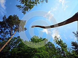 Dinosaur head and long neck