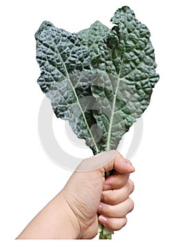 Dinosaur kale clutched in hand, isolated on a white background