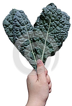 Dinosaur kale clutched in hand, isolated on a white background
