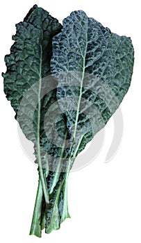 Dinosaur kale pile  isolate on a white background