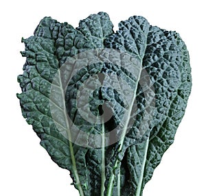 Dinosaur kale pile  isolate on a white background