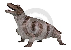 Dinosaur Keratocephalus