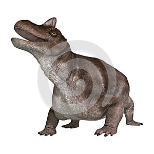 Dinosaur Keratocephalus