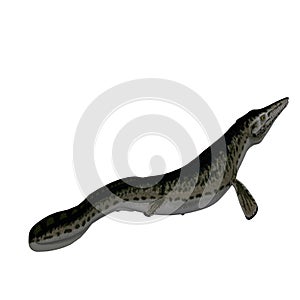 Dinosaur Mosasaur