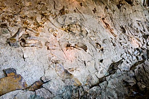 Dinosaur National Monument