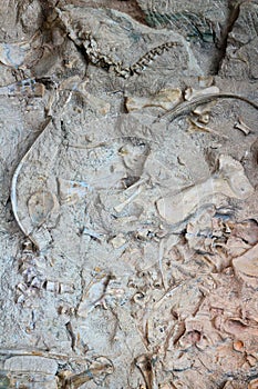 Dinosaur National Monument, Bones at the Fossil Bone Quarry, Utah photo