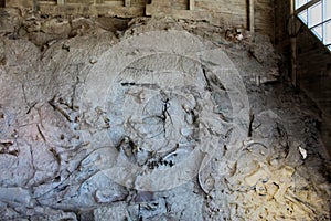 Dinosaur National Monument wall dino bones