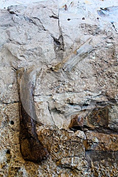 Dinosaur National Monument wall dino bones