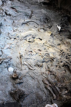 Dinosaur National Monument wall dino bones