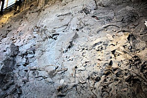 Dinosaur National Monument wall dino bones