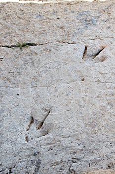 Dinosaur paw theropod print in Enciso, Spain photo