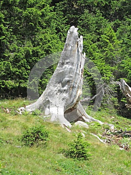 The dinosaur pine, a natural sculpture