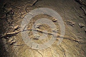 Dinosaur prints in the cave Sataplia