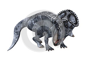 Dinosaur Protoceratops on White