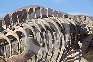 Dinosaur's skeleton details and blue sky, Ischigualasto