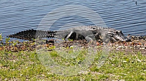 Dinosaur size American Alligator watching me snap photos with his eye.