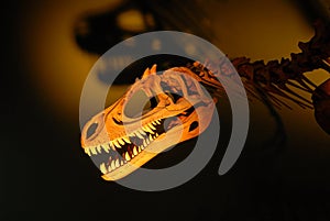 Dinosaur Skeleton