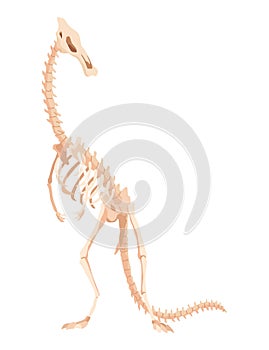 Dinosaur skeleton. Dino monsters icon. Shape of real animal. Sketch of prehistoric reptiles. Vector illustration