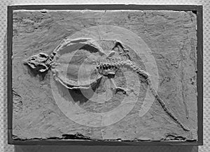 dinosaur skeleton fossil at horizontal composition