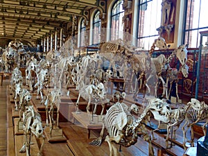 Dinosaur skeleton