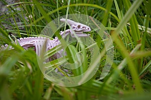 dinosaur skeleton in the grass, the era of dinosaurs, children's toy