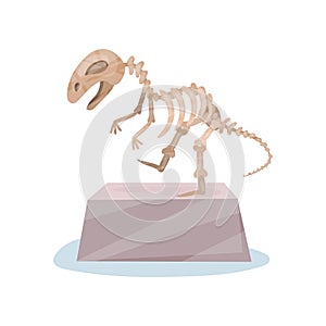 Dinosaur skeleton on gray stand. Ancient museum exhibit. Bones of prehistoric reptile. Flat vector for advertising