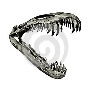 Dinosaur skeleton jaw sketch