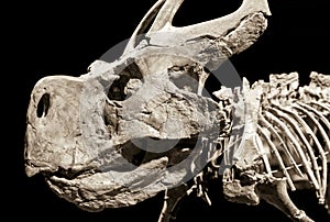 Dinosaur skeleton - Protoceratops photo