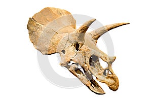 Dinosaur skeleton. Triceratops Fossil skull over white