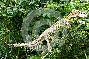 Dinosaur skeleton photo