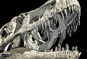 Dinosaur skull with big teeth