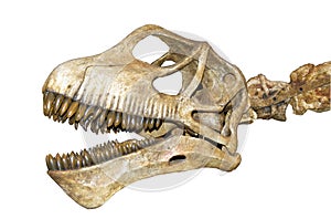 Dinosaur skull isolated