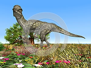 Dinosaur Stegoceras