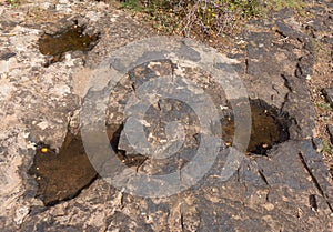 Dinosaur tracks in the desert