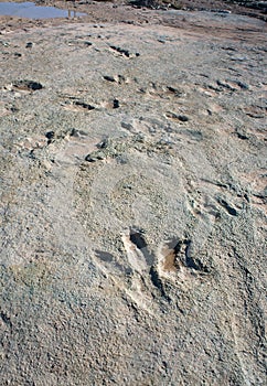 Dinosaur Tracks