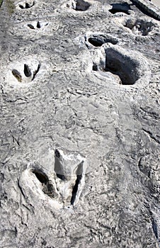 Dinosaur Tracks in Texas.