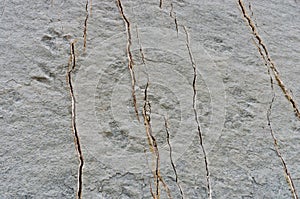 Dinosaur Tracks on the Wall of Cal Orko, Sucre, Bolivia