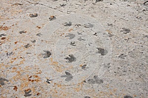Dinosaur footprints trackway photo