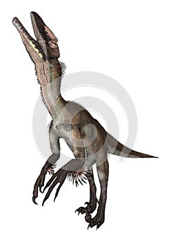 Dinosaur Utahraptor