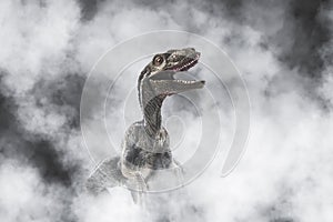 Dinosaur , Velociraptor on smoke background photo