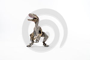 Dinosaur , Velociraptor on white background photo