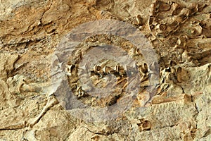 Dinosaur Vertebrae and Bones at the Fossil Bone Quarry Site, Dinosaur National Monument, Utah