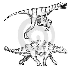 Dinosaur Ankylosaurus, Talarurus, Velociraptor, Euoplocephalus, Saltasaurus, skeletons, fossils. Prehistoric reptiles