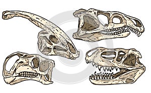 Dinosaurs hand drawn skulls colorful doodles set. Carnivorous and herbivorous fossils collection of images. Vector illustration