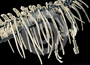 Dinosaurs skeleton
