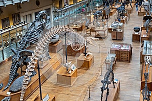 Museum of Natural History, Paris, France, Gallery of Evolution